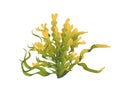 Plants and aquatic marine seaweed vector illustration isolated on white background