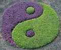 Plants Arranged into the Symbol of Taiji