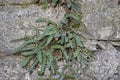 Asplenium ceterach, fern Royalty Free Stock Photo