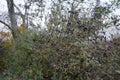 Ligustrum vulgare, wild privet, common privet or European privet, is a species of Ligustrum. Berlin, Germany Royalty Free Stock Photo