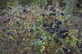 Ligustrum vulgare, wild privet, common privet or European privet, is a species of Ligustrum. Berlin, Germany Royalty Free Stock Photo