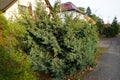 Juniperus chinensis Blue Alps with seeds in November. This bushy, upright shrub has steel blue needles with stout main branches.