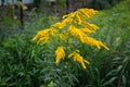 Solidago canadensis, known as Canada goldenrod or Canadian goldenrod, is an herbaceous perennial plant of the family Asteraceae. B Royalty Free Stock Photo