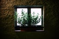 Plants on back-lighted window outside view at night