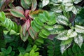 plants background calathea variegated close up