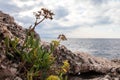 Plants on the background of the sea Royalty Free Stock Photo