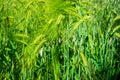 Plants of barley hordeum polisticum cereal Royalty Free Stock Photo