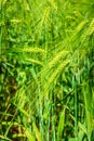 Plants of barley hordeum polisticum cereal