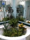 Plants in the Bathtub