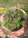 The plants is a beautiful in the paut in India country