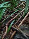 plants in beauty forest trap