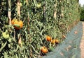 Plants of beefsteak tomatoes in the summer on the farm. Royalty Free Stock Photo