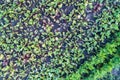 Plants of beet and carrot in a field in Kursk region of Russia Royalty Free Stock Photo