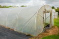 Plants being grown inside a polytunnel Royalty Free Stock Photo