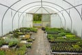 Plants being grown inside a polytunnel Royalty Free Stock Photo
