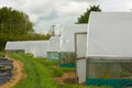 Plants being grown inside a polytunnel Royalty Free Stock Photo