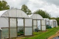 Plants being grown inside a polytunnel Royalty Free Stock Photo