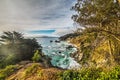 Plants by Big Sur rocky shore Royalty Free Stock Photo