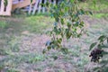 plants from the birch in the middle Royalty Free Stock Photo