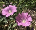 Plants Blossoming in April in Katzrin in Golan Heights, Israel.