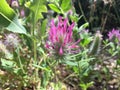 Plants Blossoming in April in Katzrin in Golan Heights, Israel.