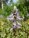 Plants Blossoming in April in Katzrin in Golan Heights, Israel.