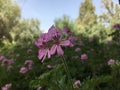 Plants Blossoming in April in Katzrin in Golan Heights, Israel.