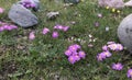 Plants Blossoming at Beginning of Outer Kora around Mount Kailash in August in Tibet, China. Royalty Free Stock Photo