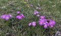 Plants Blossoming at Beginning of Outer Kora around Mount Kailash in August in Tibet, China. Royalty Free Stock Photo