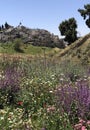 Plants Blossoming in Kidron Valley in April in Jerusalem, Israel. Royalty Free Stock Photo