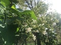 Plants Blossoming during Sunny Day in Spring in Central Park in Manhattan, New York, NY. Royalty Free Stock Photo