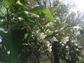 Plants Blossoming during Sunny Day in Spring in Central Park in Manhattan, New York, NY. Royalty Free Stock Photo