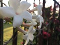 Plants Blossoming during Sunrise in Lihue on Kauai Island, Hawaii. Royalty Free Stock Photo