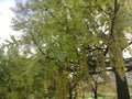 Plants Blossoming during Sunset in Spring in Central Park in Manhattan, New York, NY.