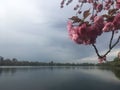 Plants Blossoming during Sunset in Spring in Central Park in Manhattan, New York, NY. Royalty Free Stock Photo