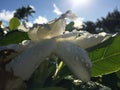 Plants Blossoming in Winter in Kapaa on Kauai Island, Hawaii.