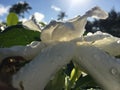 Plants Blossoming in Winter in Kapaa on Kauai Island, Hawaii.