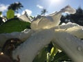 Plants Blossoming in Winter in Kapaa on Kauai Island, Hawaii.