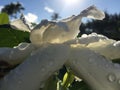 Plants Blossoming in Winter in Kapaa on Kauai Island, Hawaii.