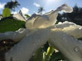 Plants Blossoming in Winter in Kapaa on Kauai Island, Hawaii.