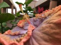 Plants Blossoming in Winter in Lihue on Kauai Island,Hawaii.