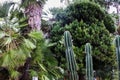 Plants in a Botanical Garden in Geneva Royalty Free Stock Photo