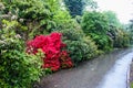 Plants in a Botanical Garden in Geneva Royalty Free Stock Photo