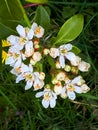 Mexican Orange Blossom Bush in a Lancashire Garden