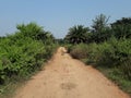 Plants on both side great attraction in burnpur forest