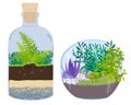 Plants in bottles - Terrariums with tree