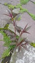 Plants with brown leaves and red stems grow with green moss on cracked rocks Royalty Free Stock Photo