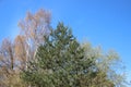 Plants Budding Young Green Leaves In Spring. Different Tree Royalty Free Stock Photo