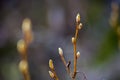 plants the buds on the branches of trees