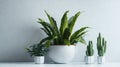 Plants and cacti, carefully arranged in pots, created a stunning display of natural beauty against the pristine white background,